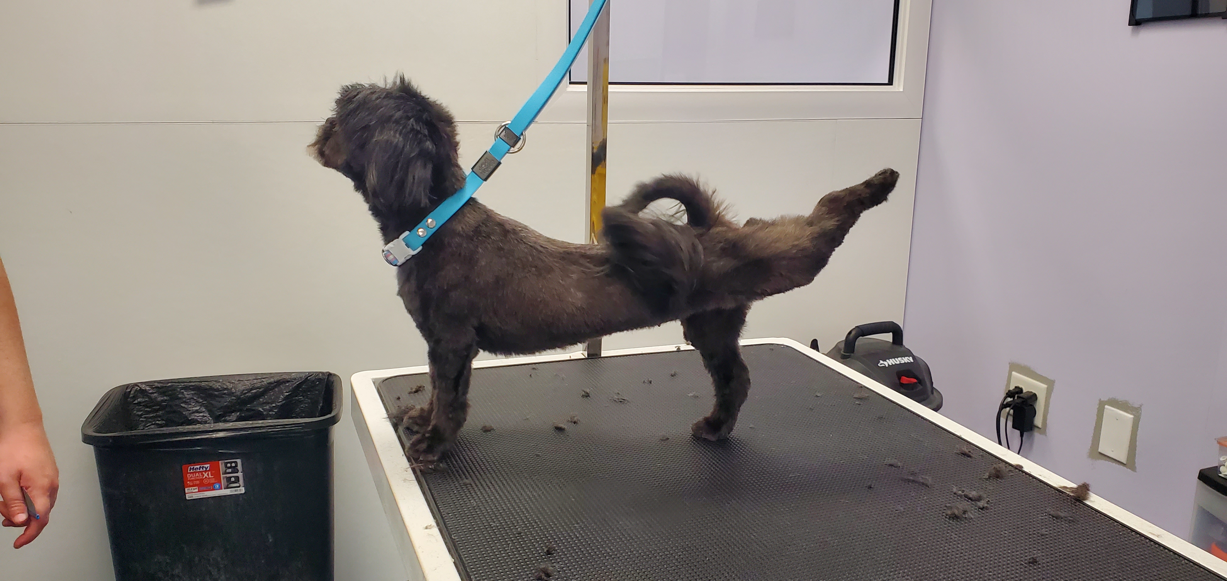 Calm dog relaxing on grooming table at Nature's Design Dog Spa